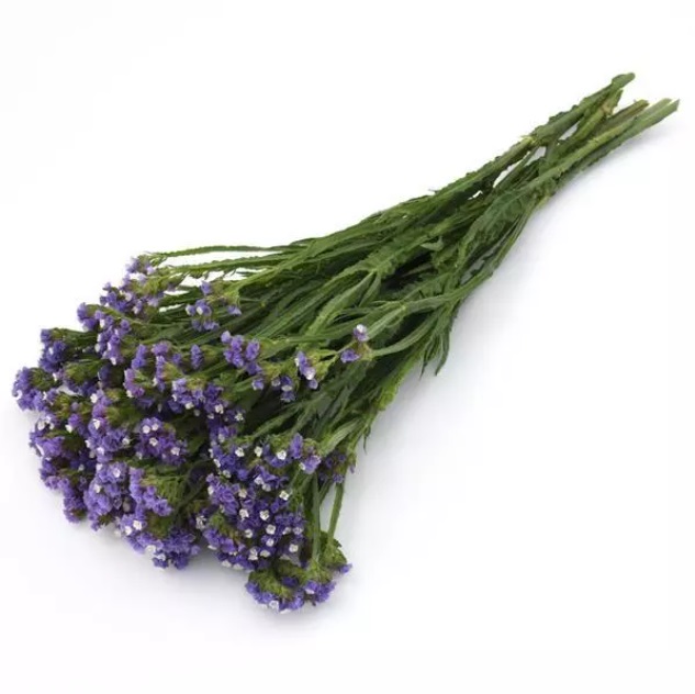 limonium_qis_pale_blue.jpg